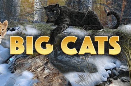 Big Cats Slot Logo